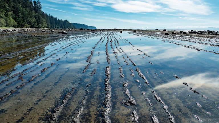 Une plage inondée à Port Renfrew (Colombie-Britannique) à marée basse à côté d'arbres verts sous un ciel bleu