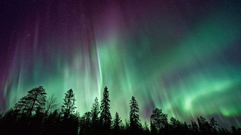 A view of trees with aurora borealis in the background.