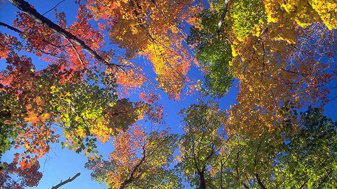 Looking up at tree leaves from a ground view.